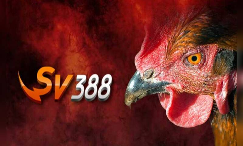 Sv388 nhà cái đá gà online hàng đầu